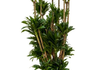 Dracaena-compacta-Kleinblaettriger-Drachenbaum