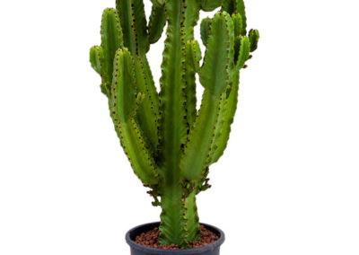 Euphorbia-ingens-Wolfsmilchgewächs